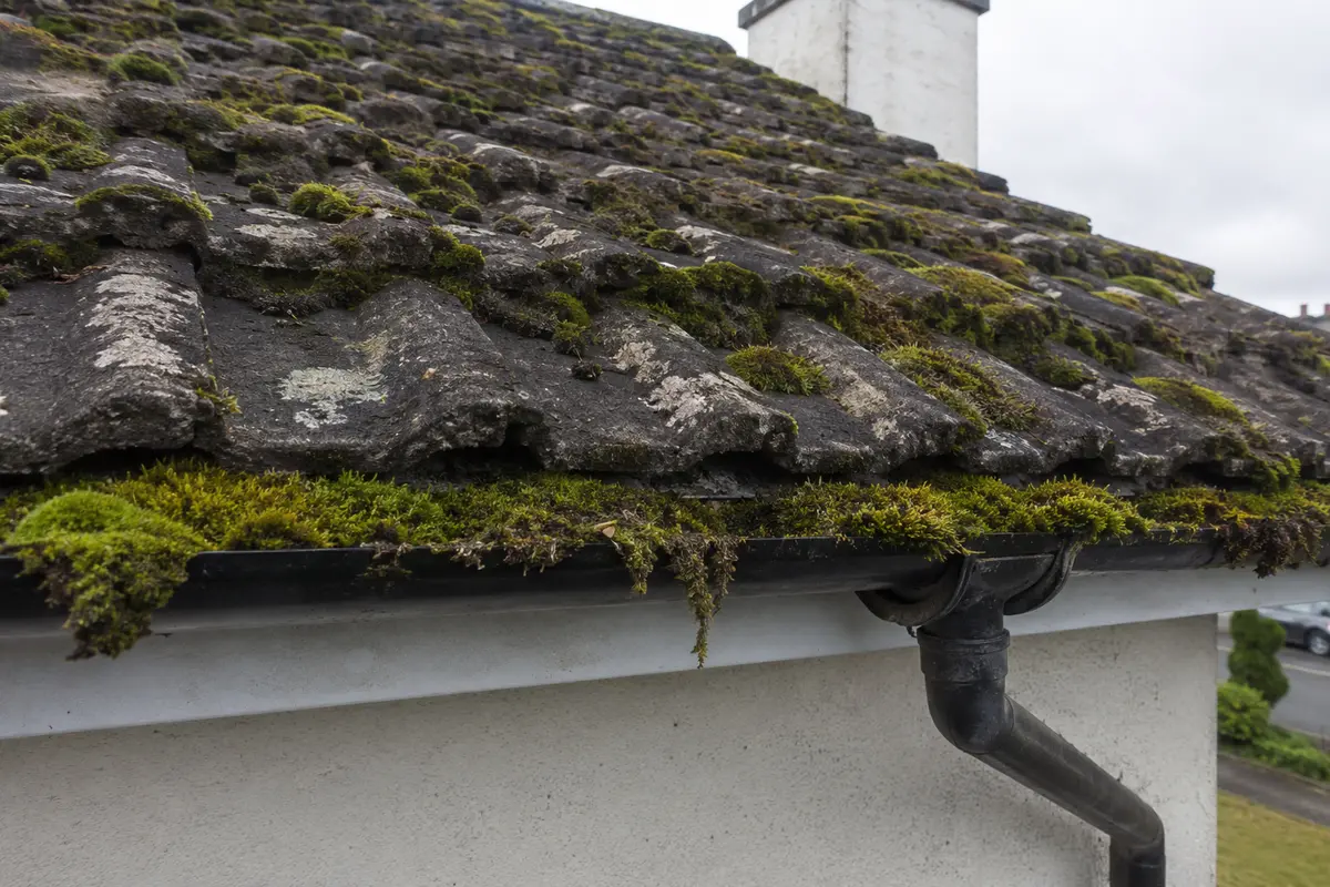 Thick moss lifted off worn tiles and clogging the gutter on a Dublin roof